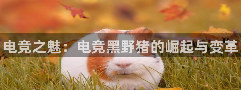 MK电竞：电竞之魅：电竞黑野猪的崛起与变革